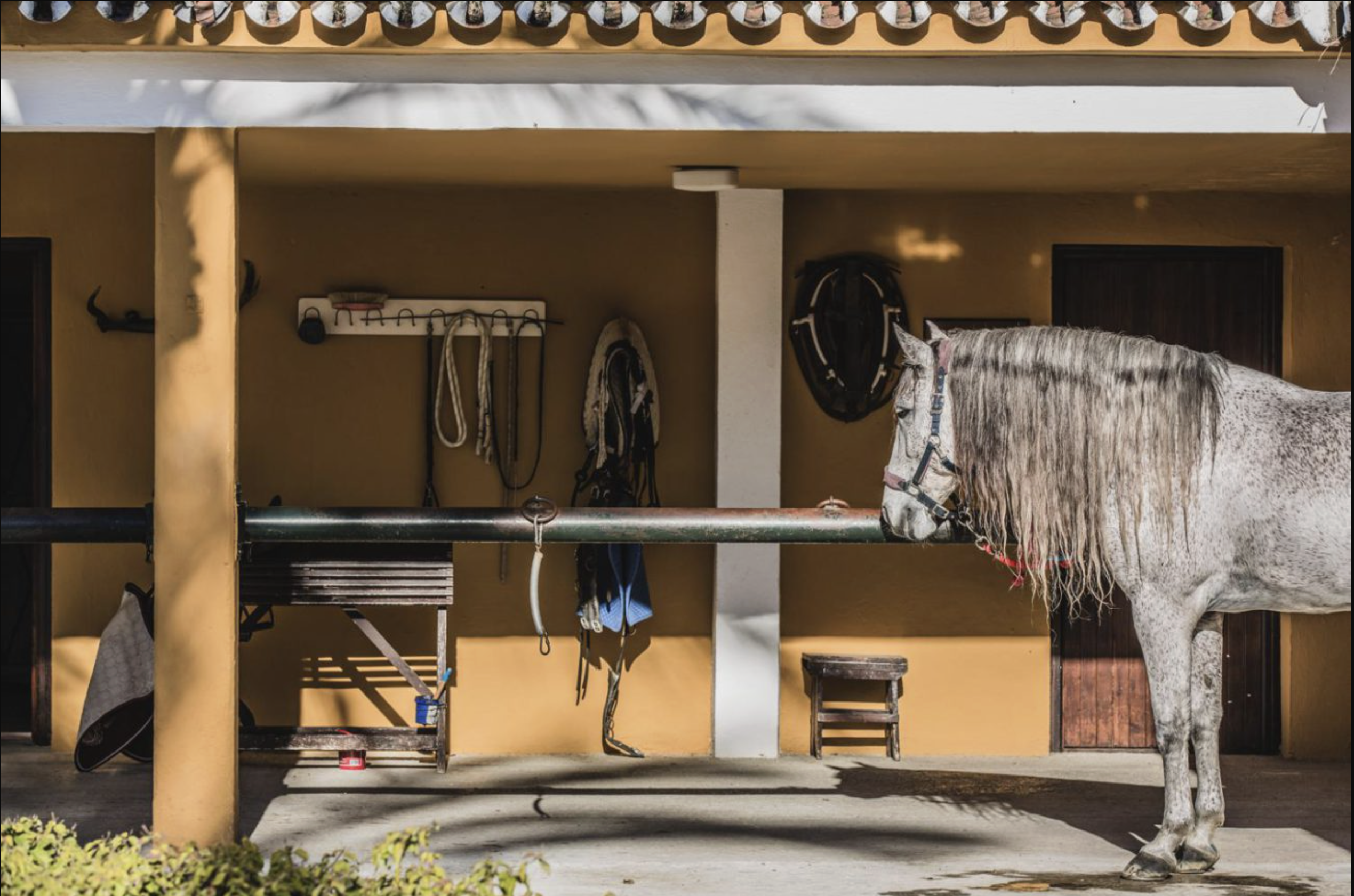 Horse riding facilities marbella